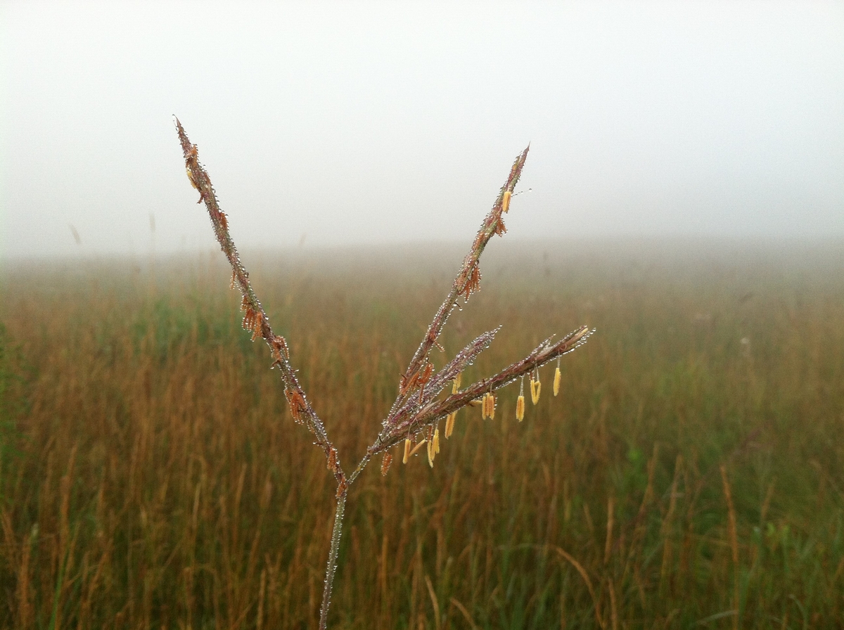 Photo of big bluestem native grass.