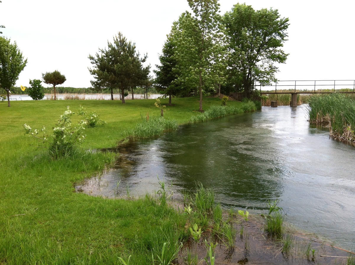 Image of a shoreline area before restoration.