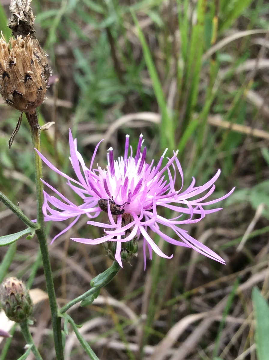 Image of invasive spotted knapweed.