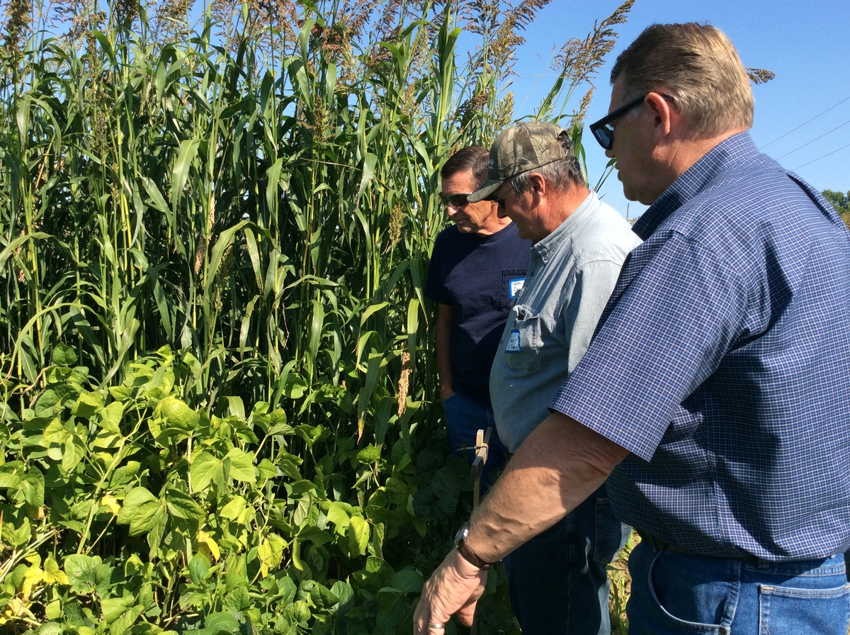 Photo of people looking at crops in a field.