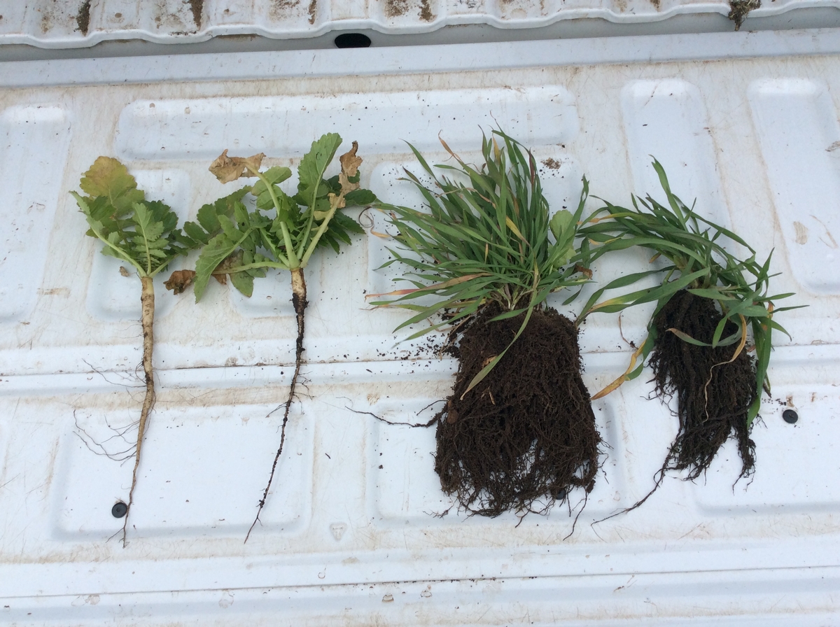 Image of cover crop roots.