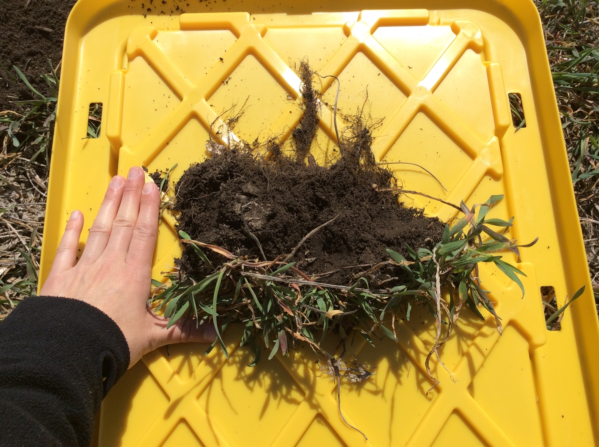 Photo of roots of cover crop plants.