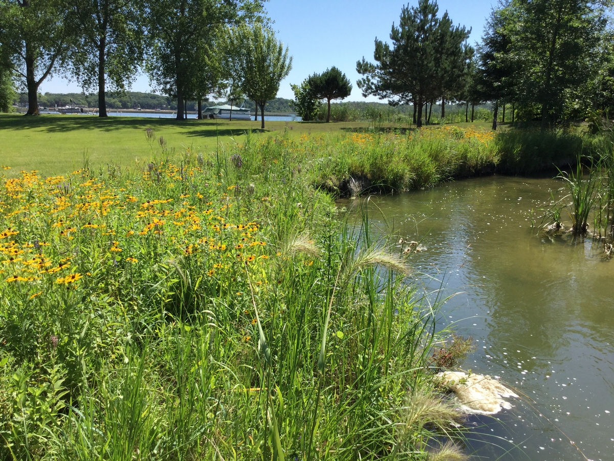 Image of a restored shoreline area.