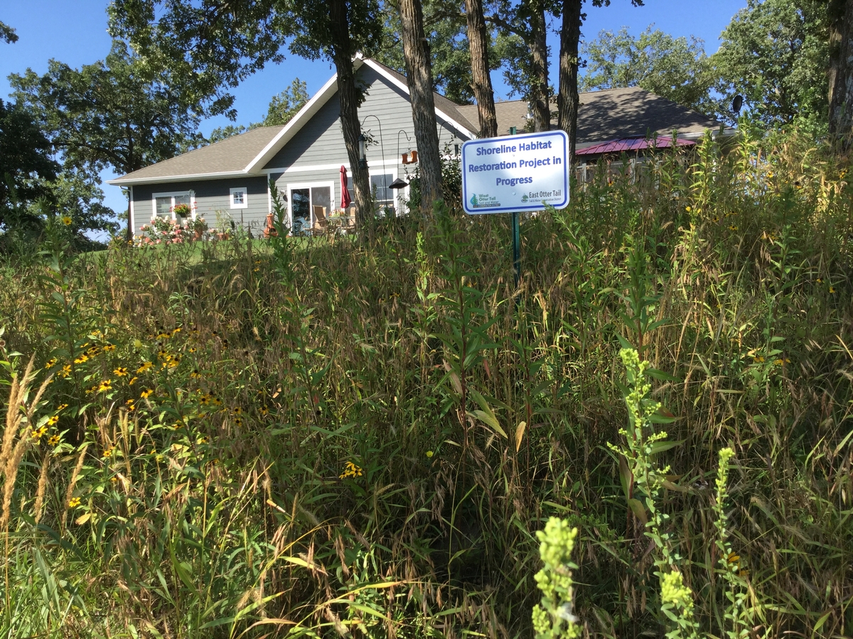 Image of shoreland area planted with native grasses and flowers.