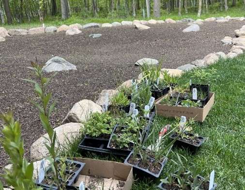 Photo: native prairie forbs and grasses waiting to be planted in a lawns to legumes project.