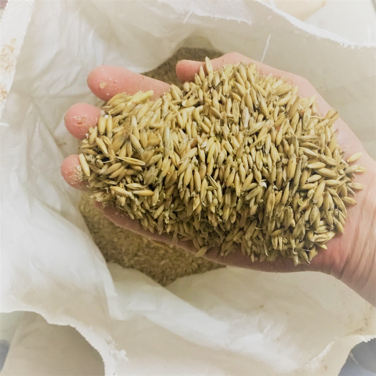 Image of a hand full of seed.