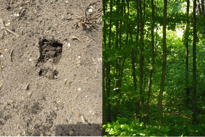 Photo of animal track and woodland.