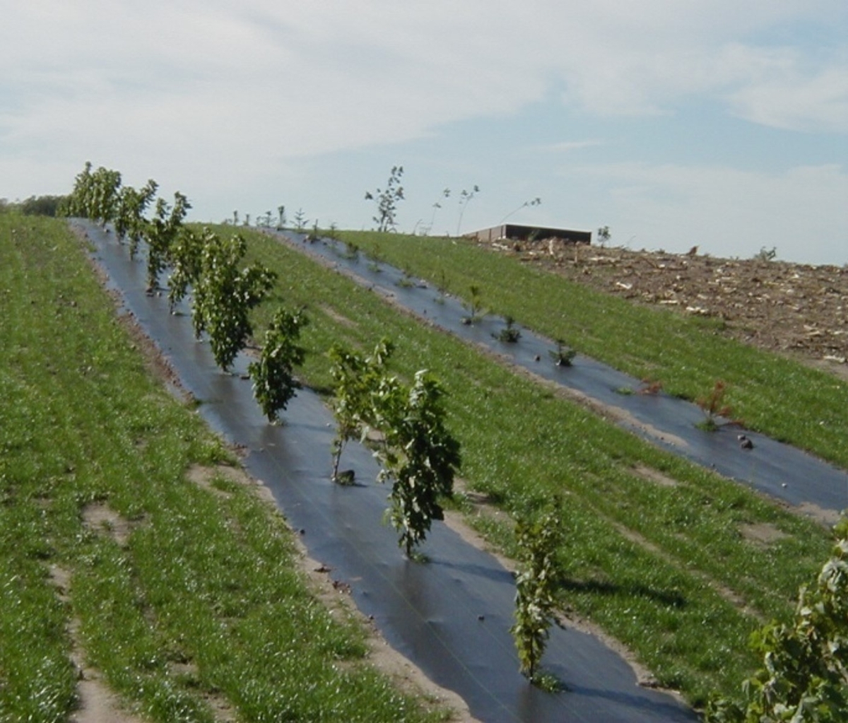 Photo of lines of trees with weed matting installed.