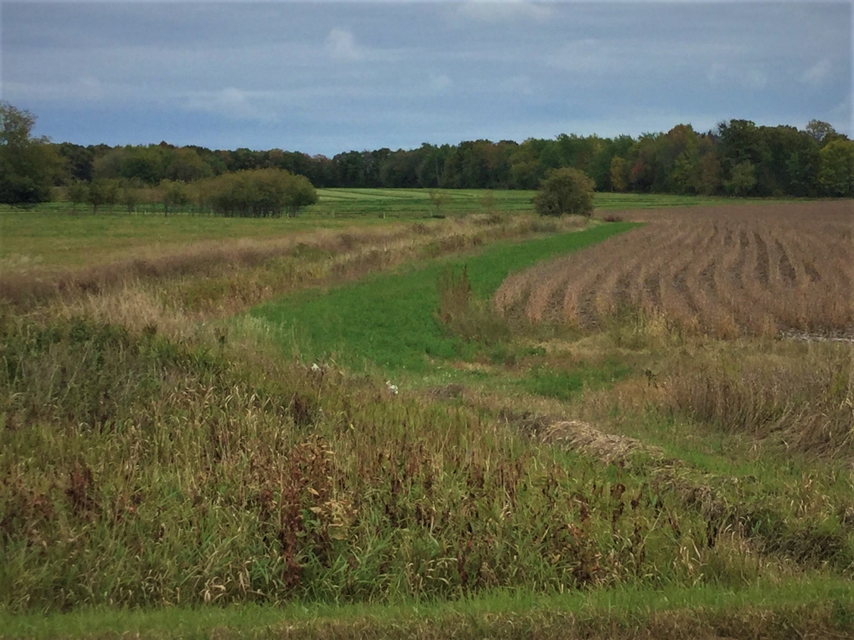 Image of buffer strip at field edge.