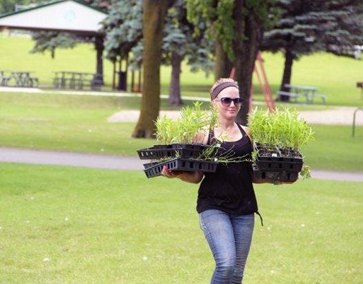 Image of person carrying flats of native plants.