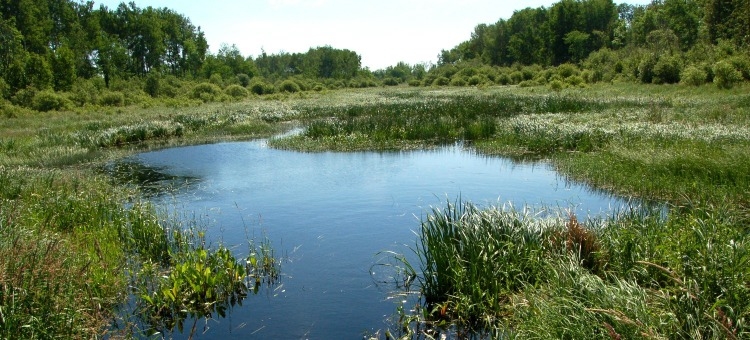 Image of wetland.