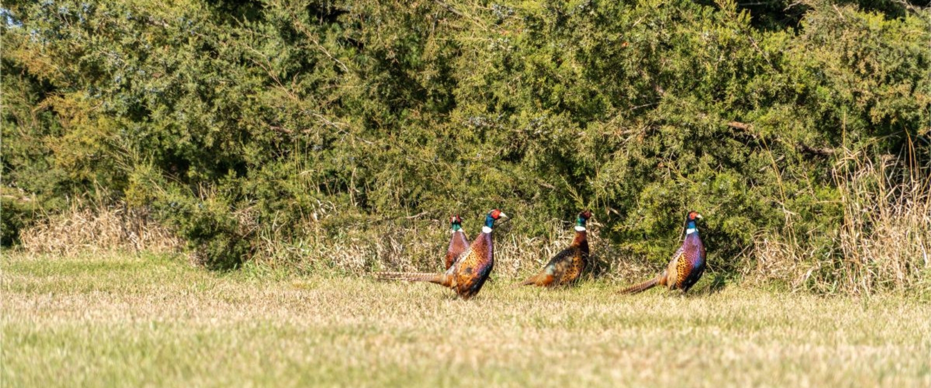 Roosters.jpg
