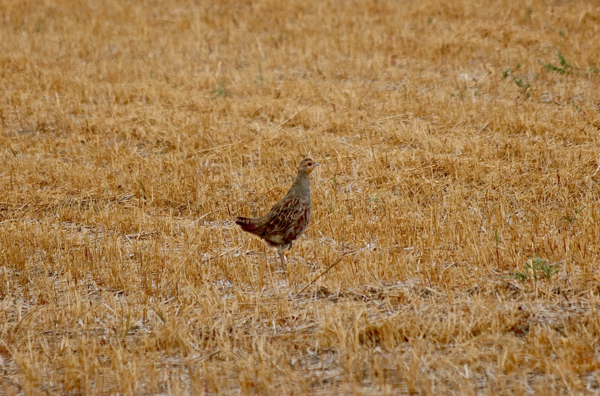 A Typical Partridge or Grouse Hunt A Typical Partridge or Grouse Hunt