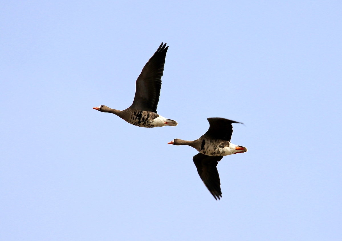 What are the specklebelly goose migratory patterns? What are the specklebelly goose migratory patterns?