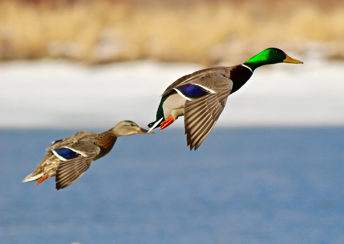 All-Inclusive Waterfowl Hunting Packages include the following: All-Inclusive Waterfowl Hunting Packages include the following: