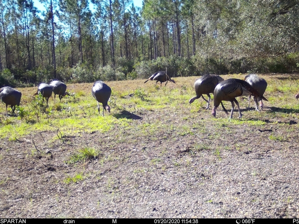 Turkey Season 2020 Begins!