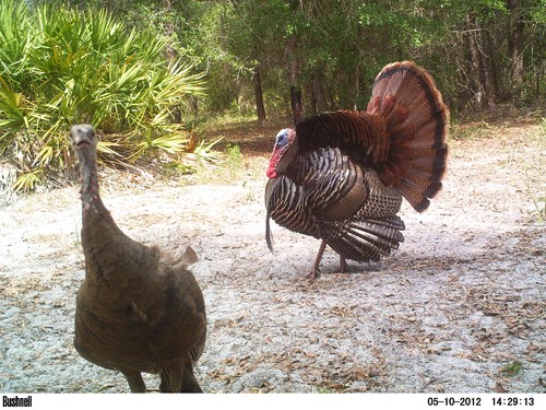 Osceola Turkey Picture