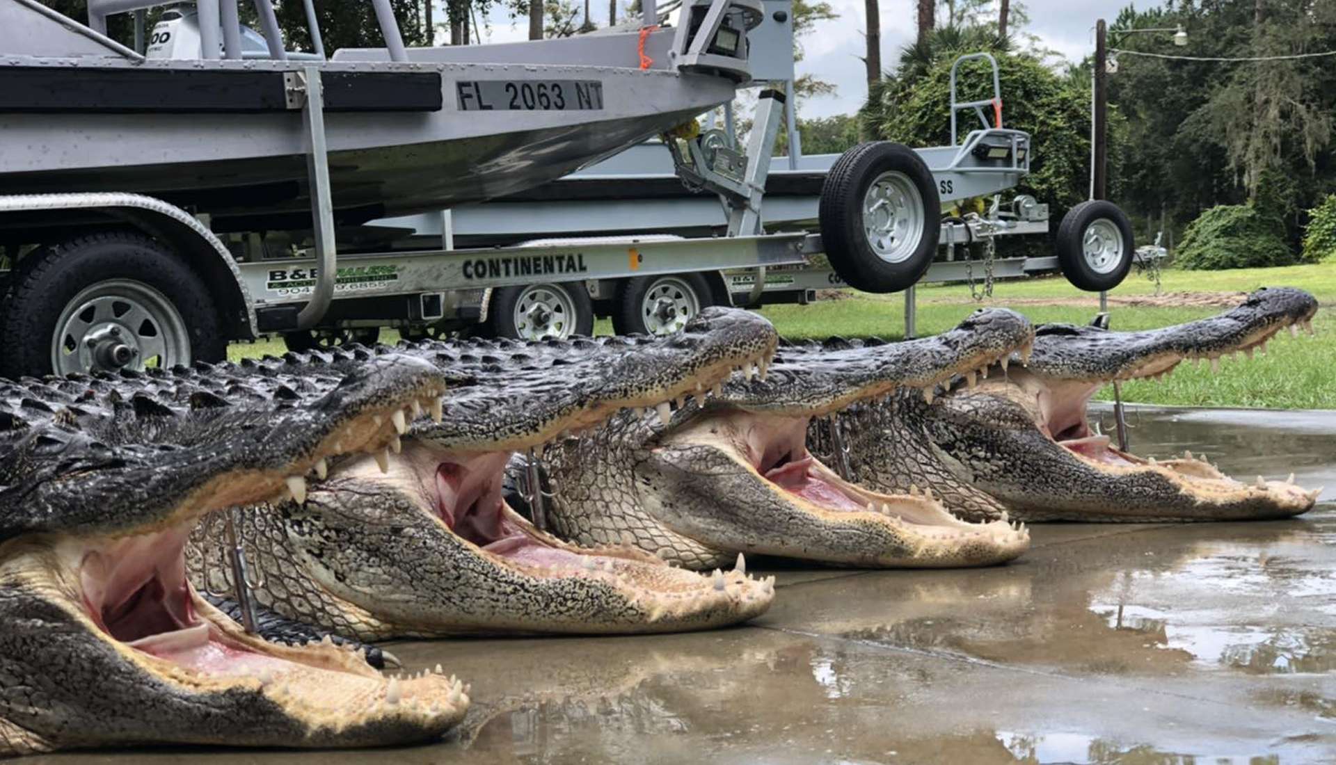  Alligator Hunt