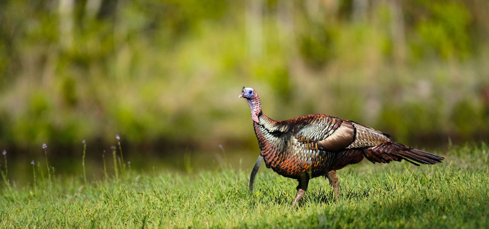 Gods Country Outfitters Trophy Gallery