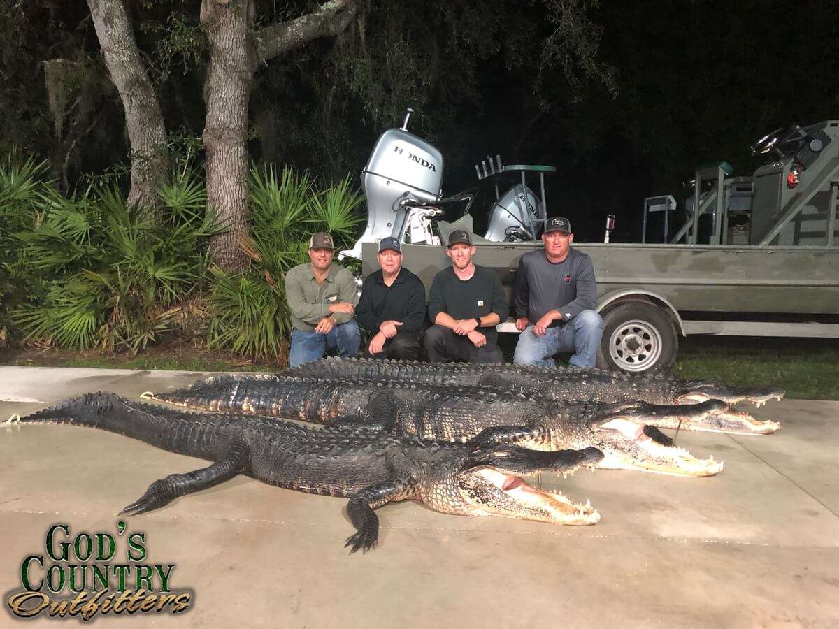 Alligator Hunt in Florida