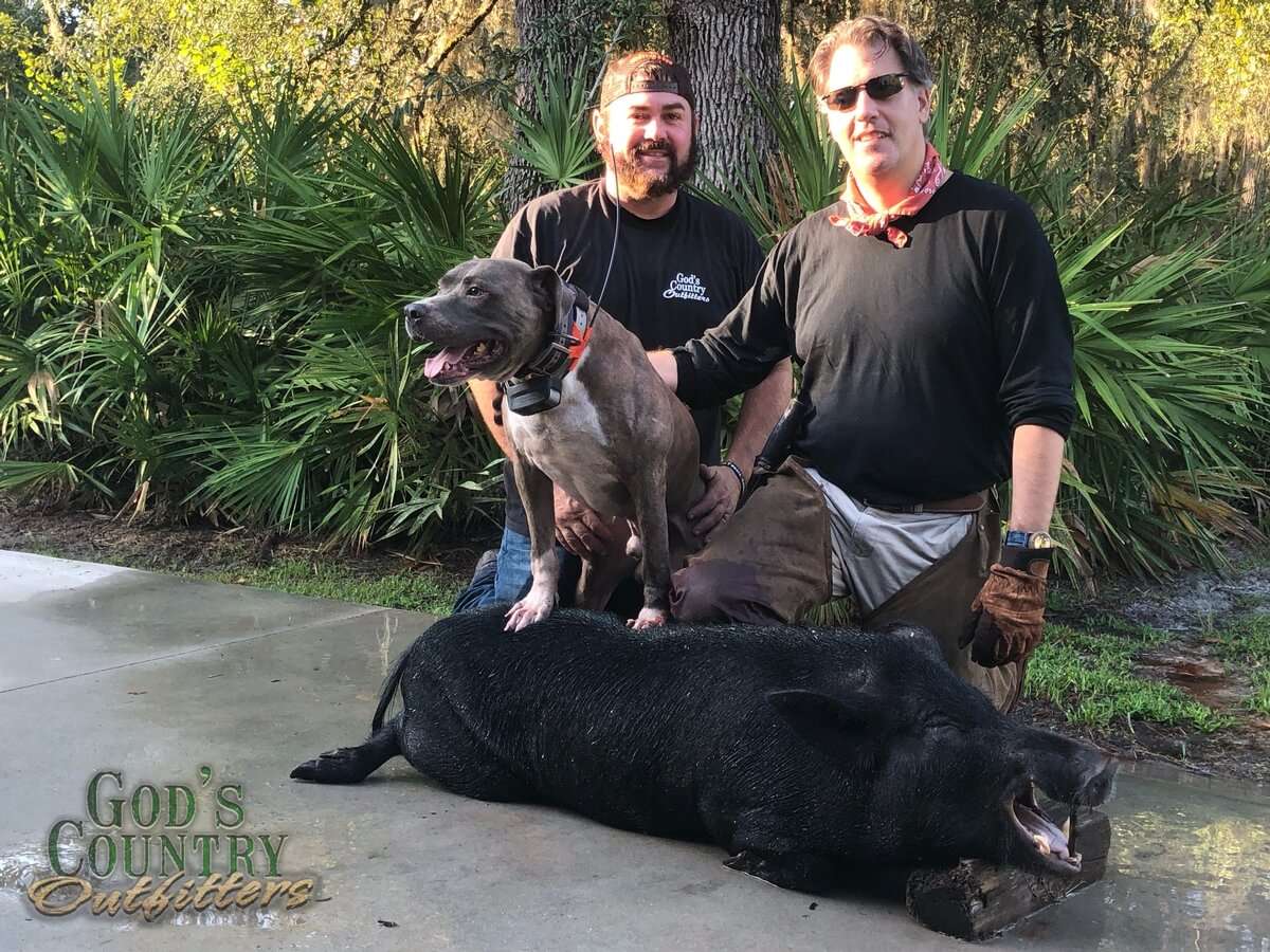 Florida Hog Hunts