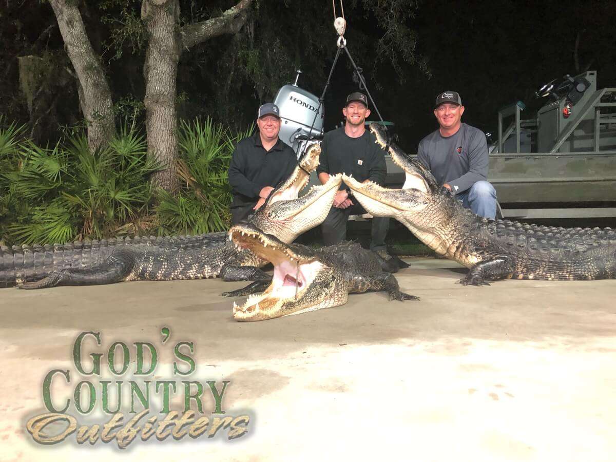 Alligator Hunt in FL