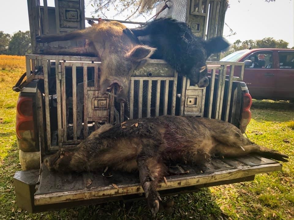 Hog Hunts in Florida