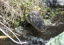 Gator Trophy Gallery