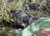 Florida-Alligator-Outfitter-8.jpg