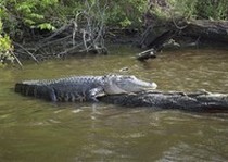 Florida-Alligator-Outfitter-9.jpg