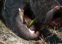 Florida-Hog-Outfitter-123.jpg