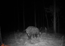 Florida-Hog-Outfitter-133.jpg