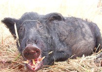 Florida-Hog-Outfitter-155.jpg