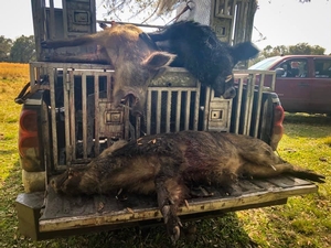 hogs%20in%20truck.JPG