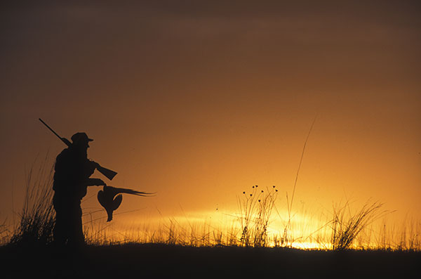 About Golden Prairie Pheasants Forever