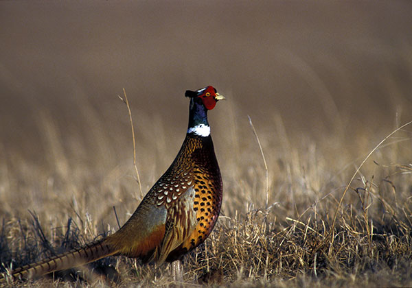 Welcome to Golden Prairie Pheasants Forever Chapter! We serve all of Antelope County as well as surrounding counties.