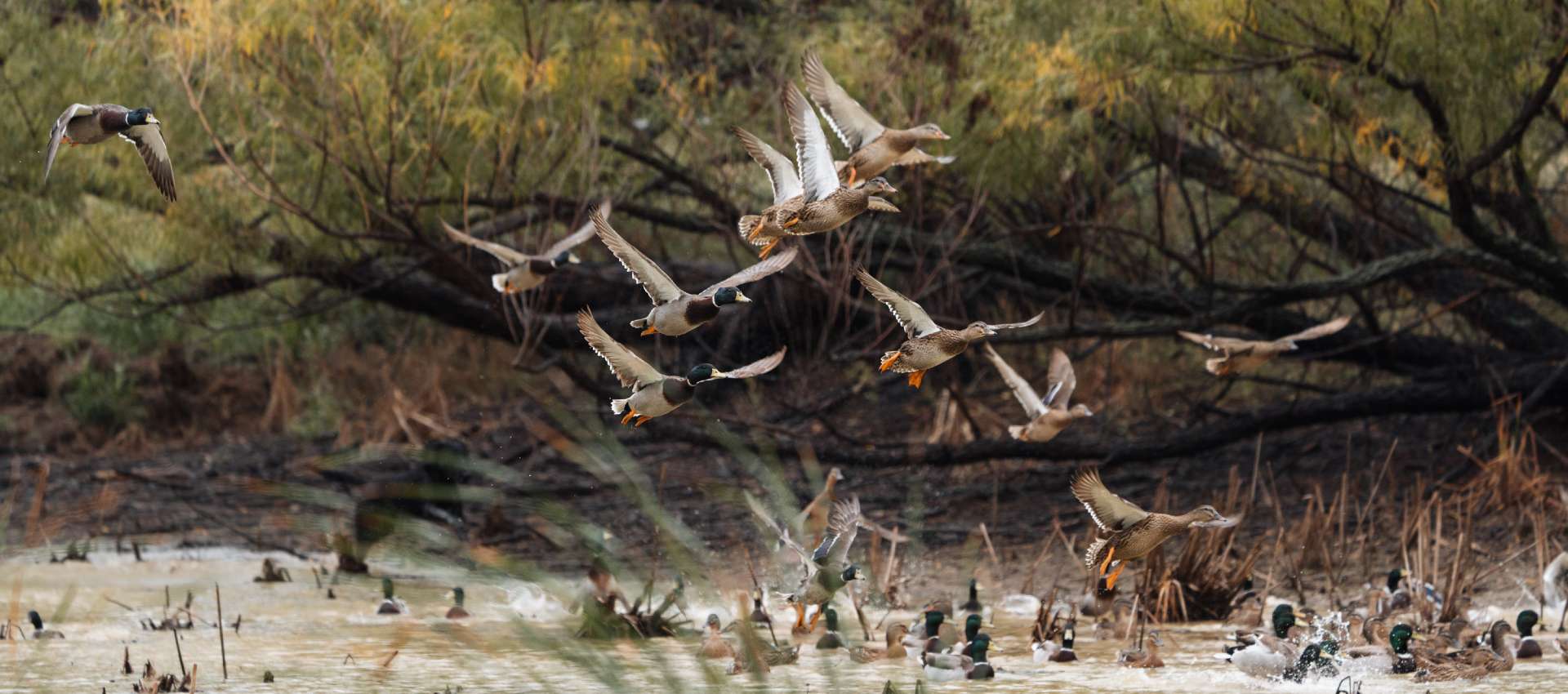 Flighted Mallard Hunts