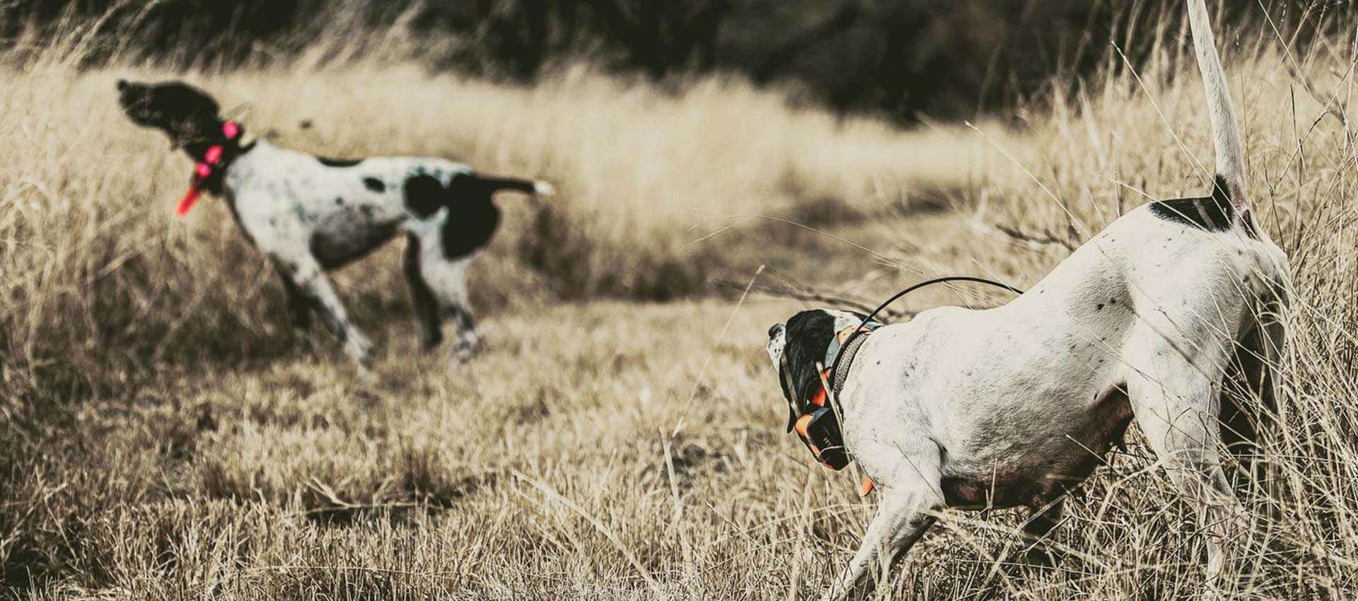 Exotics/Whitetail