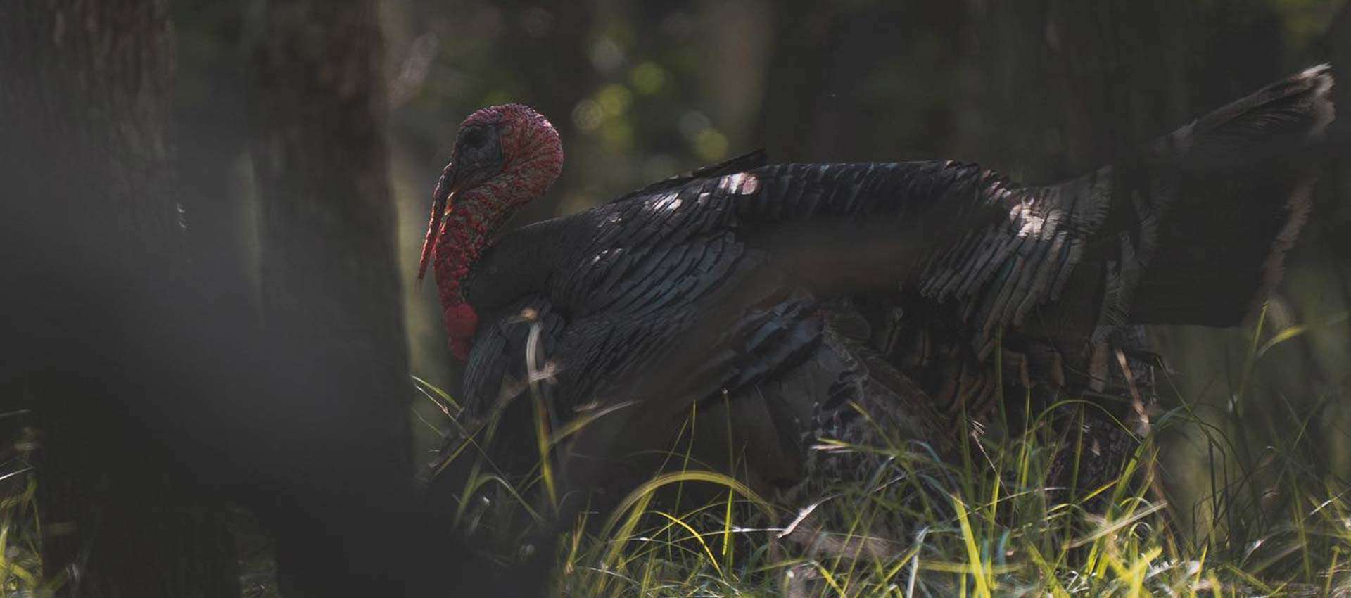 Dove/Turkey Hunting