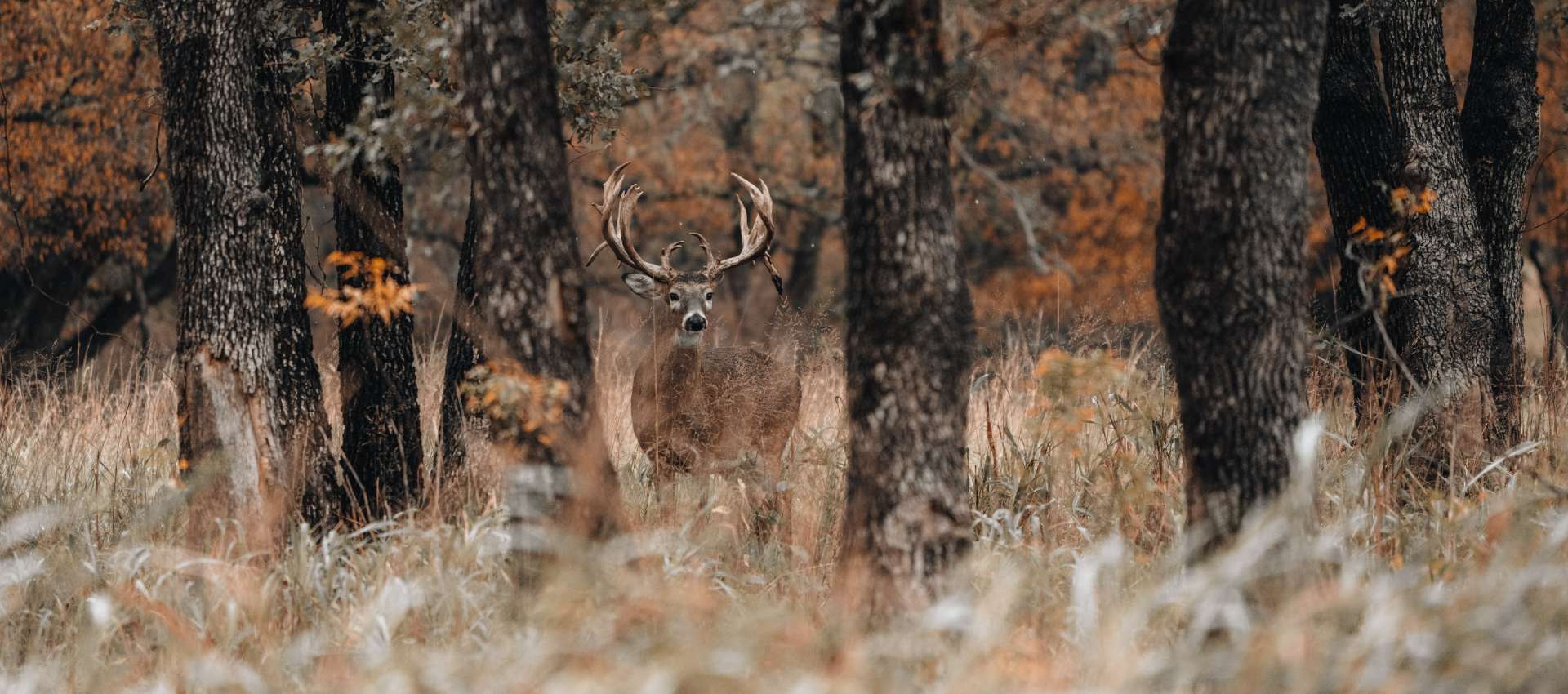 Trophy Whitetail Deer Hunting in Texas