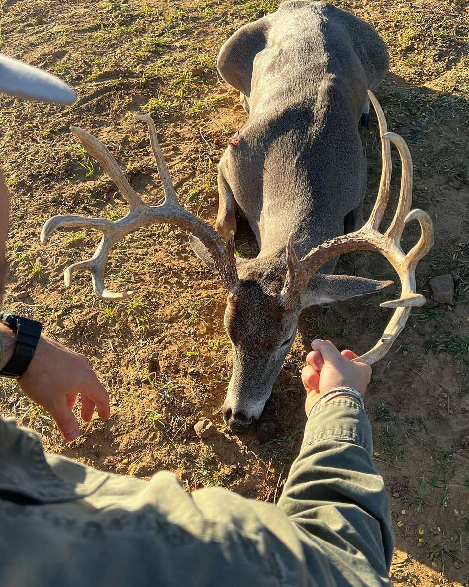 Trophy Whitetail