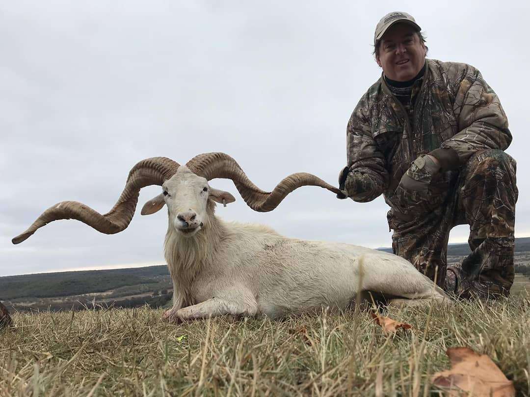 Texas Dall Sheep