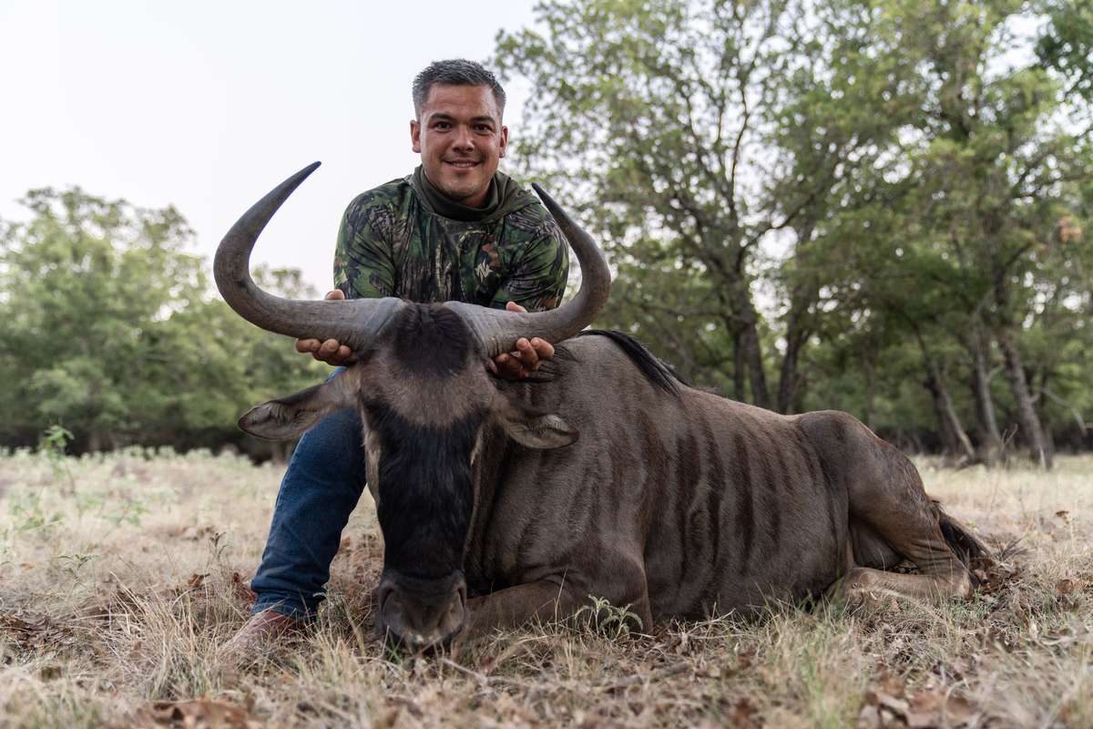 Blue Wildebeest in Texas