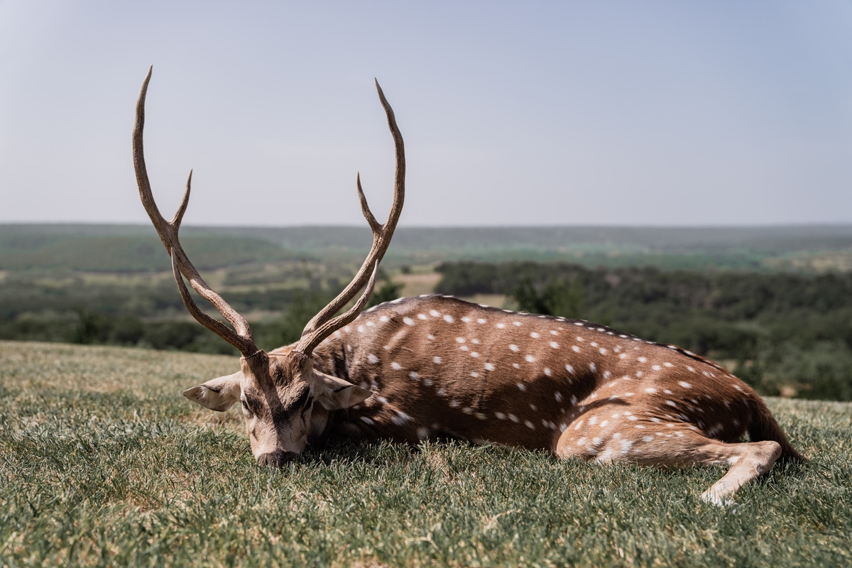 Axis Deer Buck