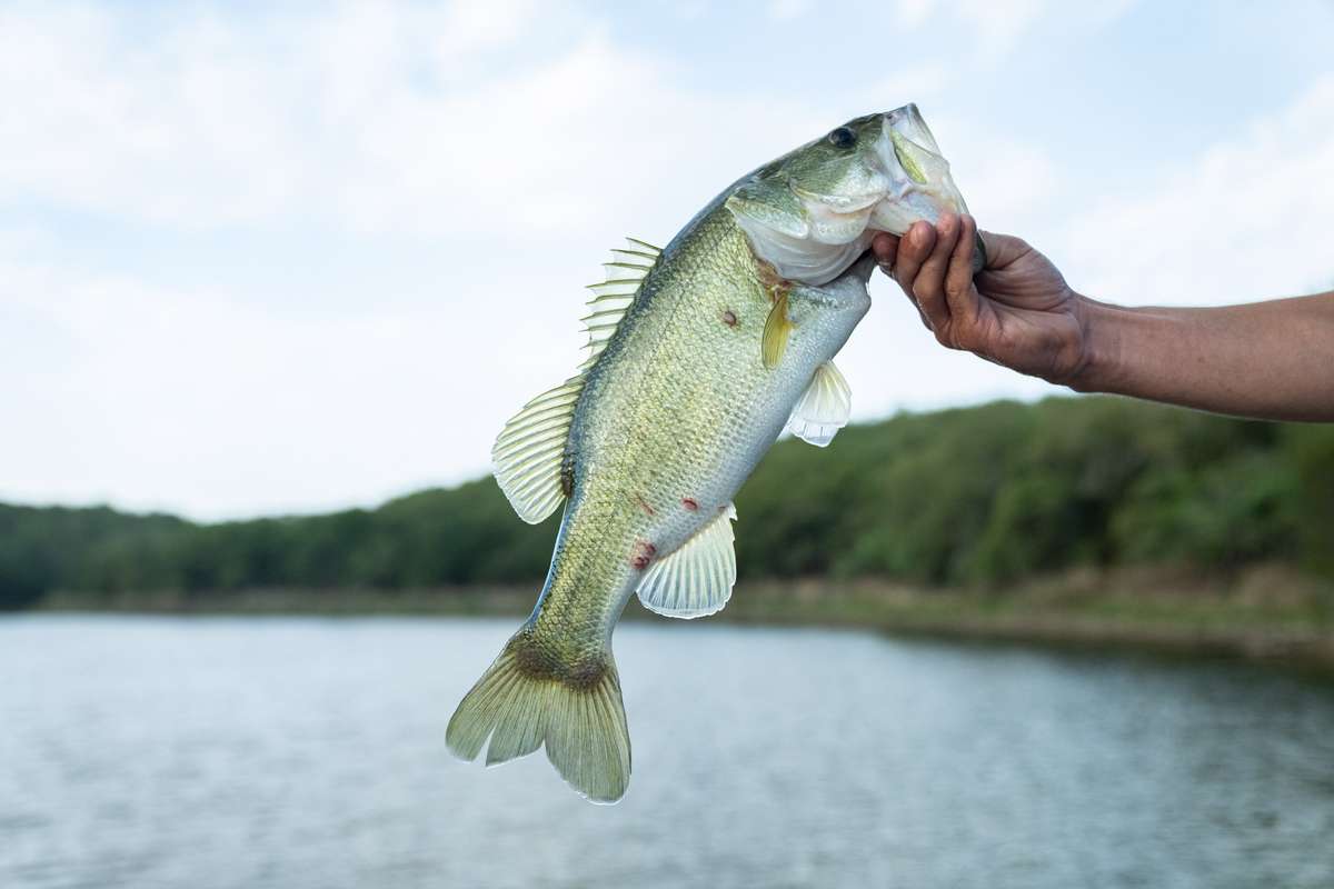 Texas Largemouth Bass