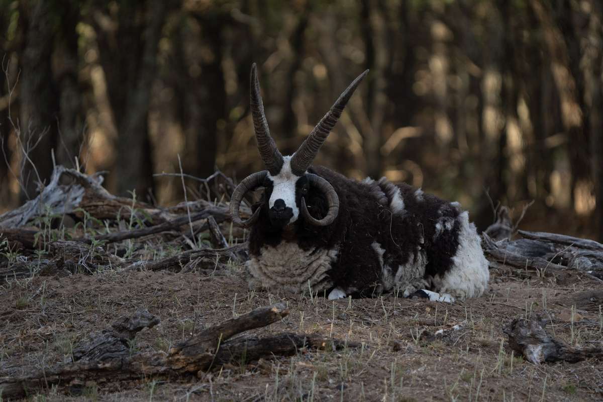 4-Horned Sheep in Texas