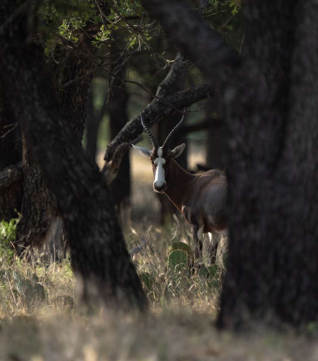 Blesbok in Texas