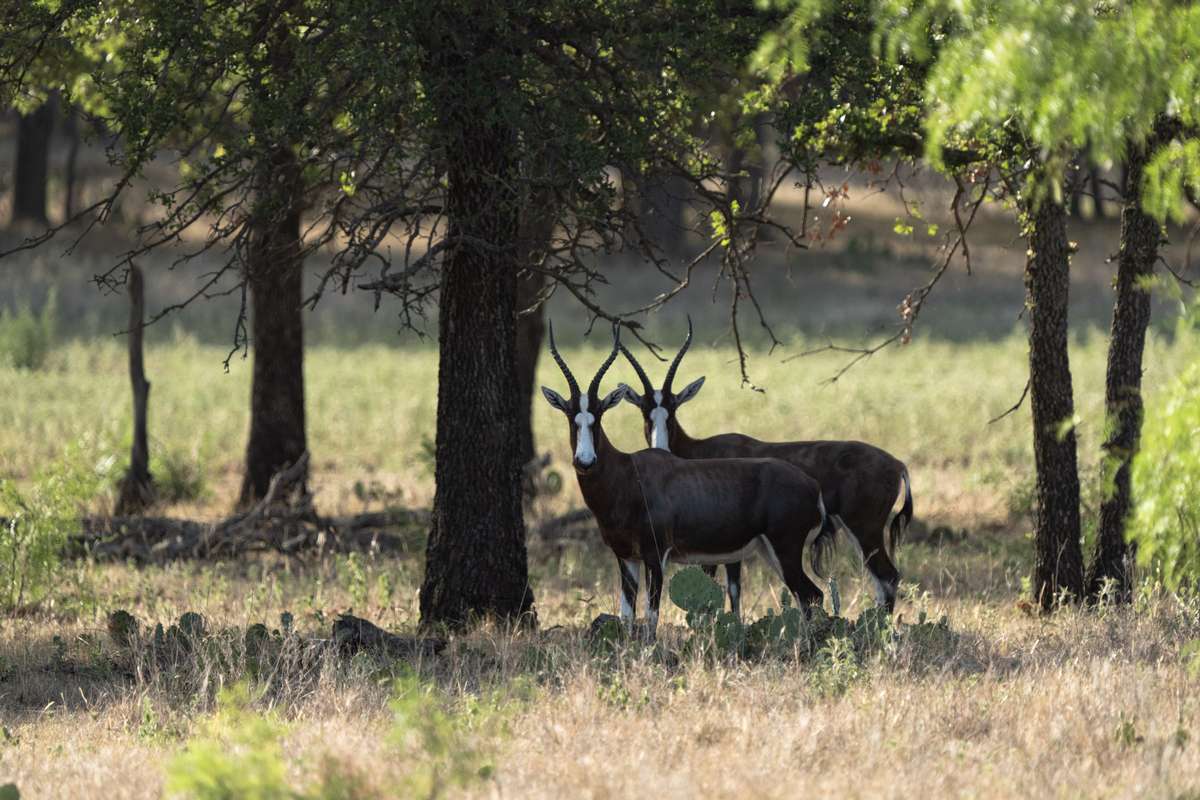 Blesbok in Texas