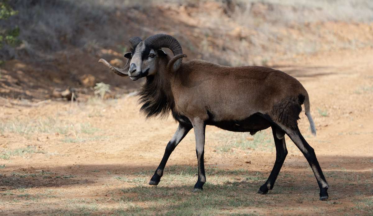 Corsican Sheep in Texas