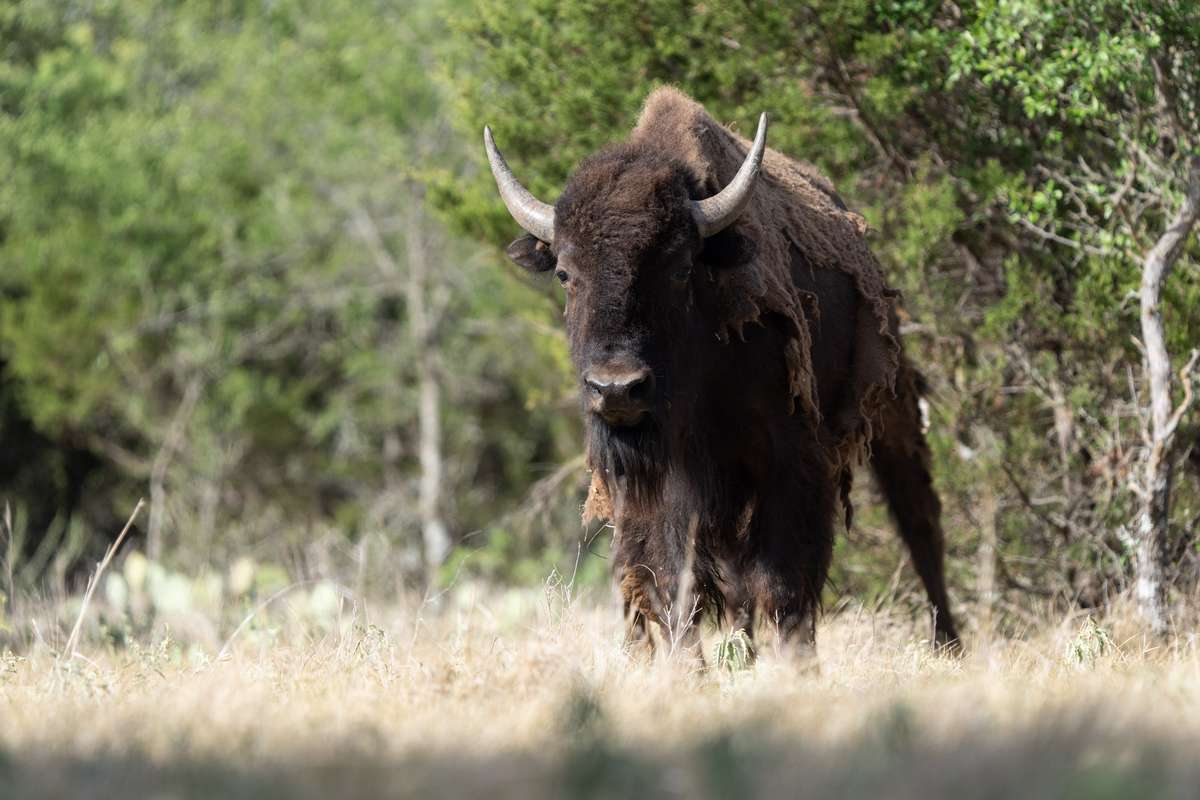 Bison Hunting in Texas